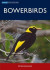 Bowerbirds -- Bok 9780643095823