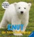 Knut, der kleine Eisbärenjunge