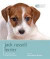 Jack Russell Terrier - Dog Expert