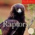 Audubon Raptors