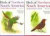 Birds of Northern South America Set: 2 Volume Set