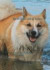 En del blir aldrig vuxna: Berättelsen om Islandshunden från Gimgölet -- Bok 9789175698298