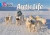 Arctic Life -- Bok 9780007512867