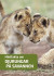 Minifakta om djurungar på savannen -- Bok 9789178254576
