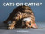 Cats On Catnip -- Bok 9780762463671