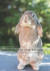 Sanningen om kaniner: Ett missförstått sällskapsdjur -- Bok 9789178517237