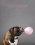 Hundkalendern 2008 - Jyckens egen namnsdagskalender -- Bok 9789197498975