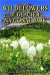 Wildflowers of Glacier National Park: And Surrounding Areas -- Bok 9780878427093