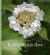 Karlfeldts vilda flora -- Bok 9789198683301