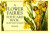 A Flower Fairies Postcard Book -- Bok 9780723237105