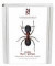 Steklar : myror - getingar. Hymenoptera : formicidae - vespidae -- Bok 9789188506788