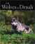 Wolves Of Denali -- Bok 9780816629596