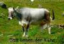 Das Leben der Kühe (Posterbuch, DIN A4 quer): Auf der Alm (Posterbuch, 14 Seiten) (Calvendo Tiere)