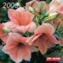 Blumen 2008. Broschürenkalender. 16-Monats-Kalender (Art & Image)