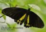 CALVENDO Animals: Delicate Beauties Exotic Butterflies (Poster Book DIN A3 Landscape): Tropical Butterflies in their natural environment (Poster Book, 14 pages)