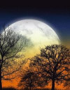 Full Moon Journal: Wolf Full Moon Silhouettes of Winter Trees Night Sky Full of Twinkling Stars (Memory Notebook, Trip Journal, Travel Di