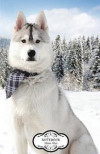Notebook: Huskies Snow: Journal Dot-Grid, Graph, Lined, Blank No Lined, Small Pocket Notebook Journal Diary, 120 pages, 5.5' x 8