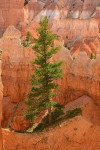 A Tree in Bryce Canyon National Park Utah Journal: 150 Page Lined Notebook/Diary