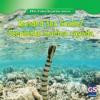 Banded Sea Snake / Serpiente marina rayada (Killer Snakes / Serpientes Asesinas)