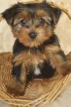 A Precious Little Yorkshire Terrier Puppy Dog Journal: 150 Page Lined Notebook/Diary