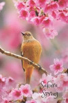 Sakura Spring: Cherry Blossoms Journal; Pink Sakura Spring Notebook; Japanese Sakura Cherry; Japan Travel; Bird on the Branch of Saku