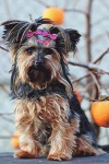 Cute Little Yorkie in a Pink Bow Journal: Take Notes, Write Down Memories in This 150 Page Lined Journal