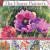 The Flower Painters Essential Handbook: How to Paint 50 Beautiful Flowers in Watercolor