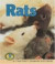 Rats (Early Bird Nature)