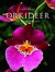 Orkidéer : en förälskelse