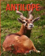 Antilope: Le livre des Informations Amusantes pour Enfant & Incroyables Photos d'Animaux Sauvages - Le Merveilleux Livre des Ant