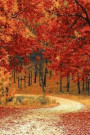 Fall in the Forest Journal: Beautiful Fall Colored Leaves Blank Lined Journal for Diary Writing, Note Taking and Recording Thoughts: