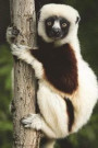 Verreaux's Sifaka Lemur in Madagascar Journal: 150 page lined notebook/diary
