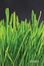 Journal Pages - Fresh Grass: 6' x 9', lined journal, blank book notebook, durable cover, 150 pages for writing