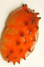 Cryptoconchus Porosus (Butterfly Chiton) Journal: Take Notes, Write Down Memories in this 150 Page Lined Journal