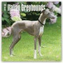 Italian Greyhounds 2018 12 x 12 Inch Monthly Square Wall Calendar, Animals Italian Dog Breeds