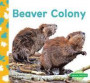 Beaver Colony