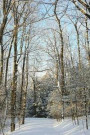 Sunlight Among Trees Winter Weather Journal: (Notebook, Diary, Blank Book) (Seasonal Winter Photo Journals Notebooks Diaries)