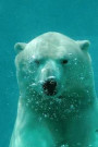 Awesome Polar Bear Swimming Underwater Journal: 150 Page Lined Notebook/Diary