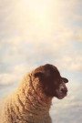 Suspicious Sheep Side Eye Animal Journal: 150 Lined Blank Page Journal/Notebook/Diary