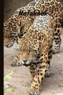 Cheetah Notebook: Wild Animal Notebook / Journal (6 x 9)