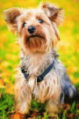 Cute Little Yorkie in the Autumn Grass Journal: Take Notes, Write Down Memories in This 150 Page Lined Journal