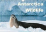Antarctica Wildlife / UK-Version 2018: Antarctica Wildlife: Penguins, Seals and Whales in the Ice World (Calvendo Animals)
