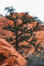 A Tree in Red Rocks National Park Utah USA Journal: 150 Page Lined Notebook/Diary