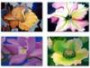 Boxed Greeting Card Set - Painted Flowers (16 Premium Cards)