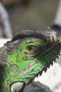 Green Iguana Looking Out Journal: Take Notes, Write Down Memories in This 150 Page Lined Journal
