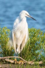 White Egret Bird Journal: 150 Page Lined Notebook/Diary