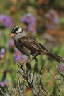 White-Crowned Sparrow (Zonotrichia Leucophrys) Bird Journal: 150 page lined notebook/diary