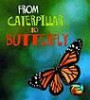 From Caterpillar to Butterfly (Young Explorer: How Living Things Grow S.)