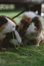 A Bunch of Guinea Pigs Playing in the Grass Journal: Take Notes, Write Down Memories in This 150 Page Lined Journal