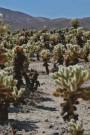 A Gorgeous View of Multiple Joshua Trees in the Desert Journal: 150 Page Lined Notebook/Diary